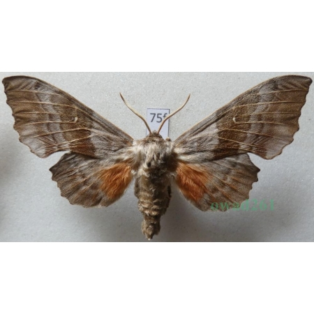 Laothoe populi populi (Linnaeus, 1758) male Nastrosz topolowiec Czech75f